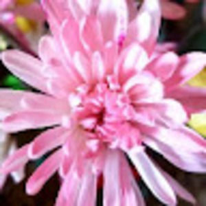 Meet your Posher, Ri